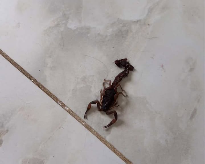  Aparição de escorpiões preocupa moradores do Terra Brasilis e Jardim Botânica